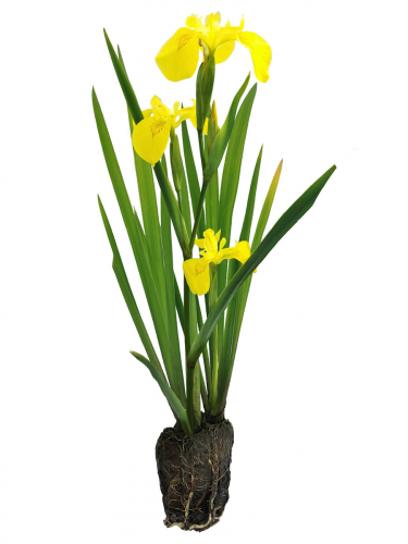 Iris pseudoacorus - gelbe SchwertlilieIris pseudoacorus - gelbe Schwertlilie